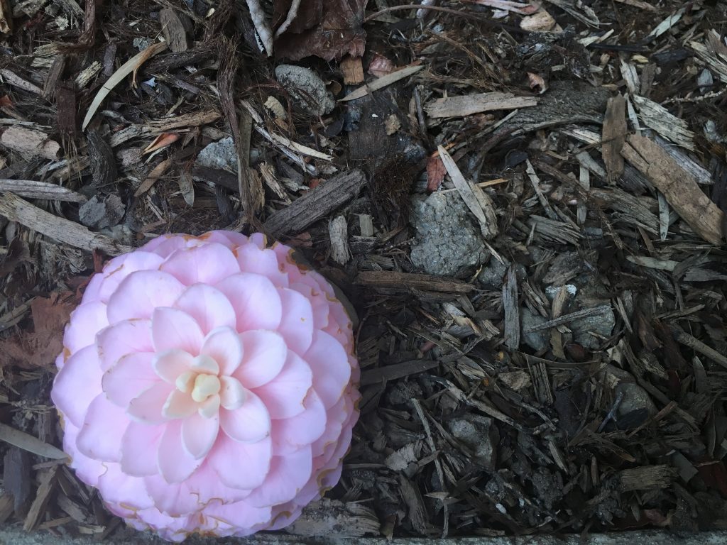 Are flowers boring?