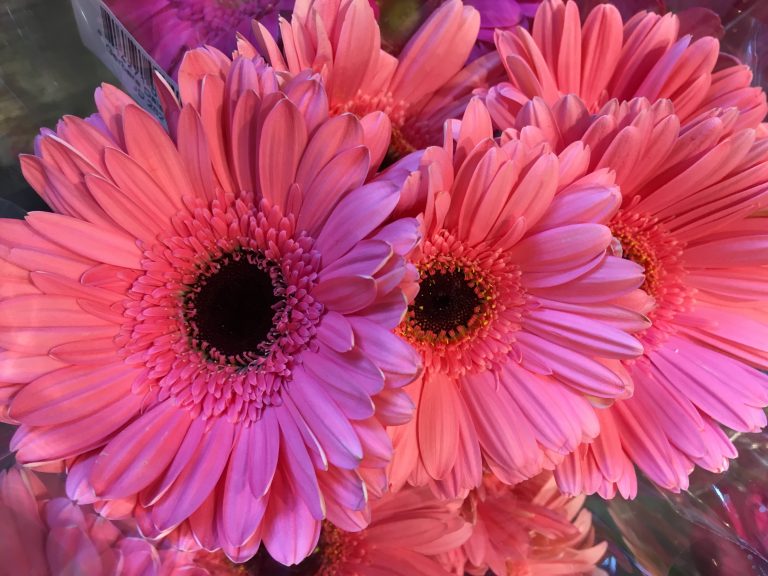 Pink Gerbera