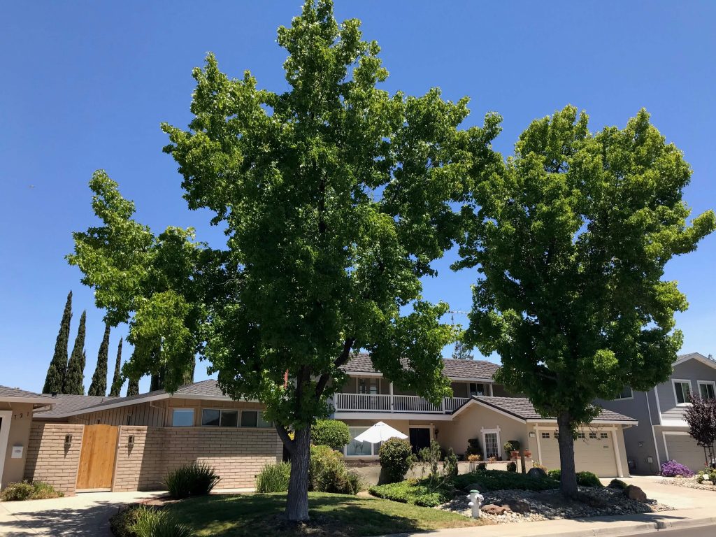 Our tree in the summer