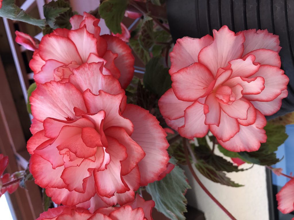 Are flowers boring?