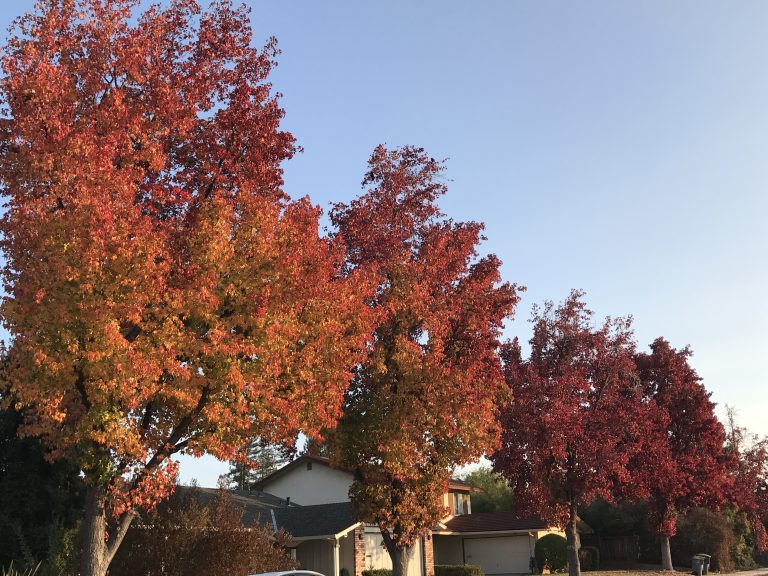 trees