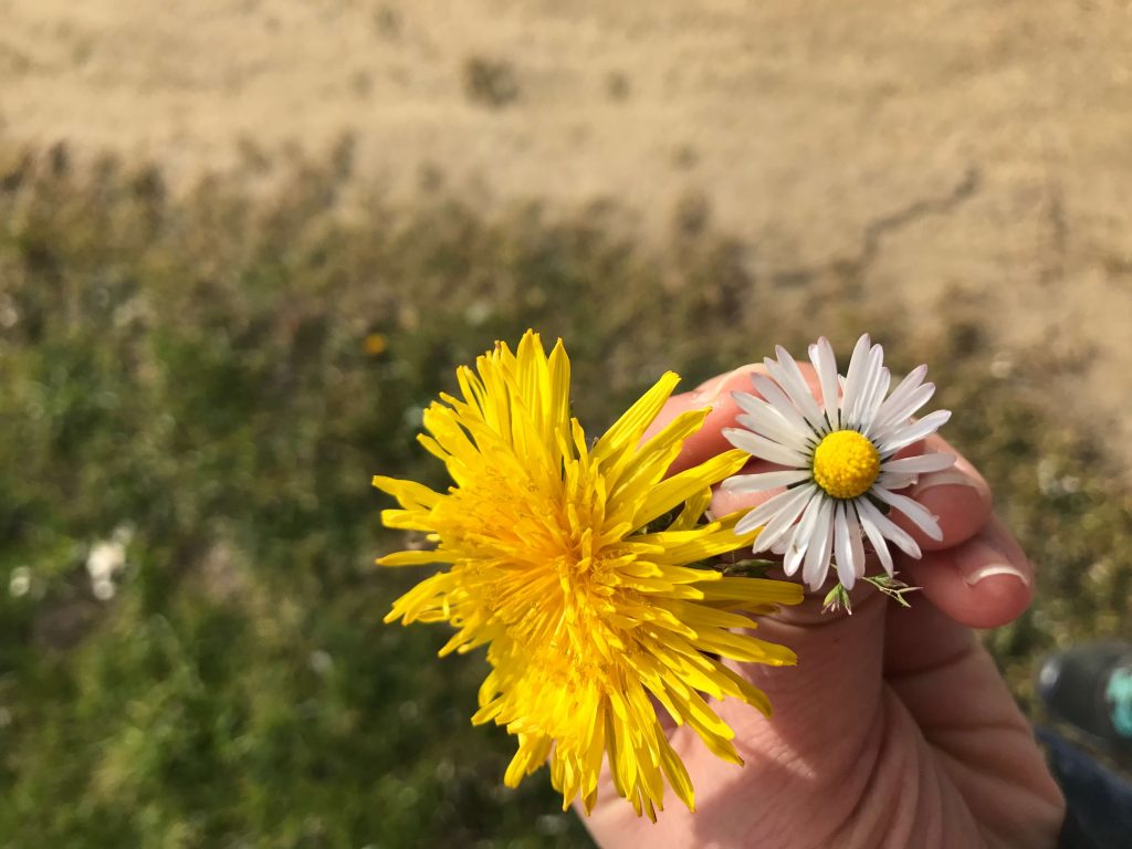 Are flowers boring?