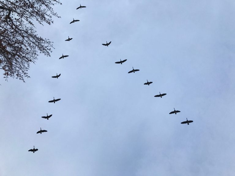 Birds