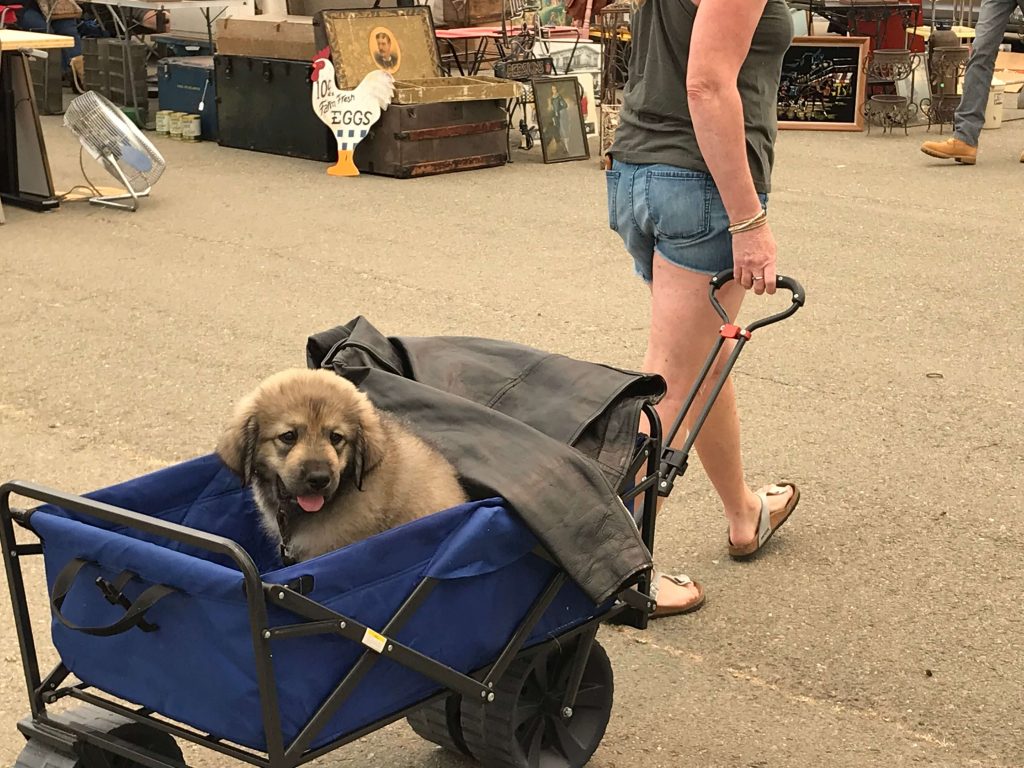 Alameda Flea Market