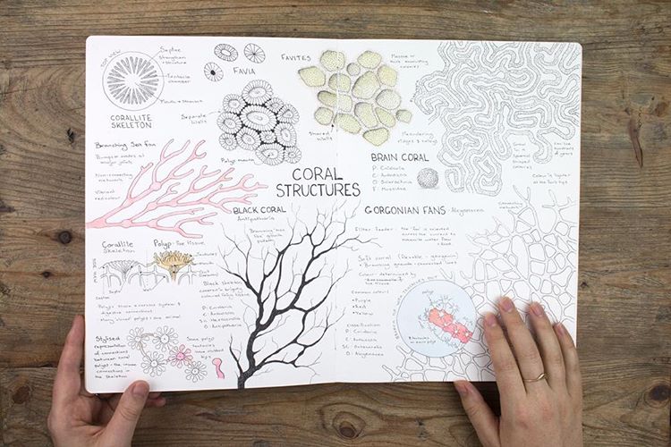 Meredith Woolnough